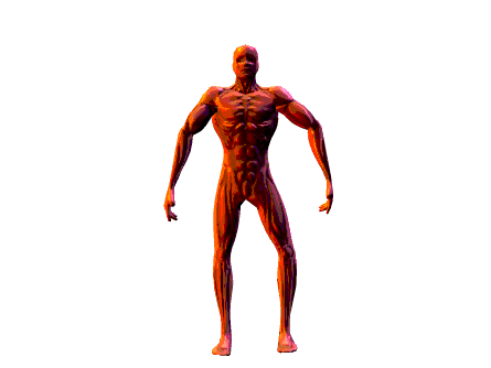 Resultado de imagen para musculo liso multiunitario