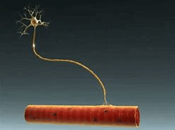 Resultado de imagen para union neuromuscular musculo liso