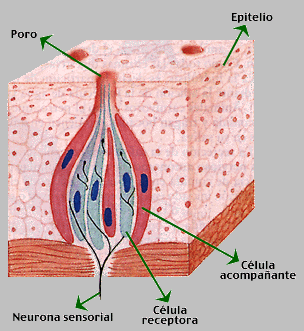 Ver las imágenes de origen