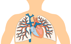 CIRCULACIÓN PULMONAR